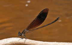 Euphaea masoni