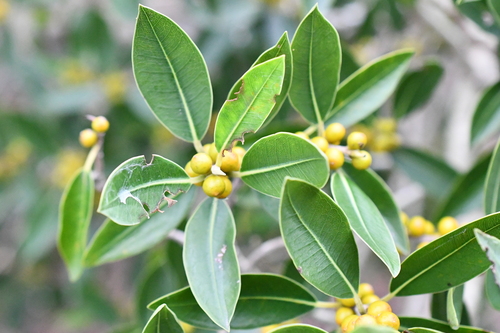 Ficus obliqua observed 2026-10-24