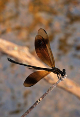 Euphaea masoni