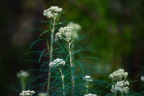 Cassinia longifolia, 2026-10-24