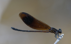 Euphaea masoni