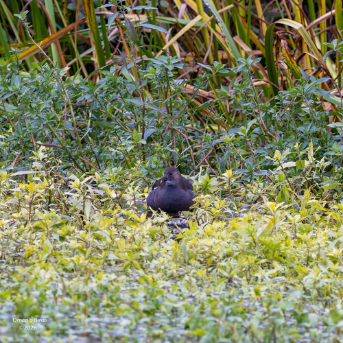Eurasian Moorhen photograph by the iNaturalist community
