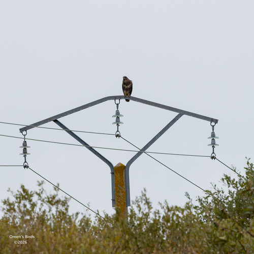 Common Buzzard photograph by the iNaturalist community