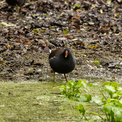 Eurasian Moorhen photograph by the iNaturalist community
