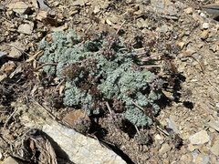 Lomatium shevockii