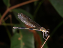Euphaea masoni