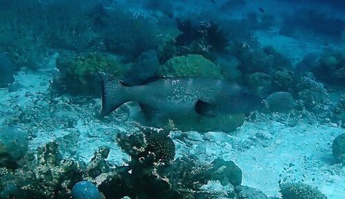 Plectropomus laevis observed 2026-10-18
