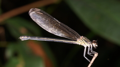 Euphaea masoni