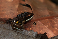 Epipedobates boulengeri