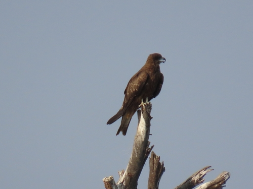 Black Kite photograph by the iNaturalist community