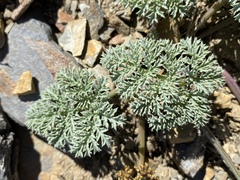 Lomatium shevockii