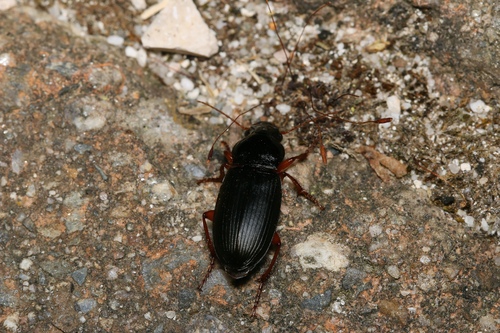 Harpale du Fraisier