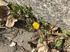 Taraxacum