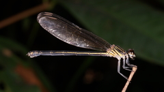 Euphaea masoni