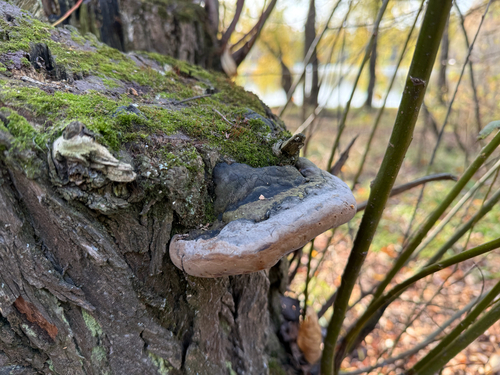 Phellinus igniarius, 2026-10-24