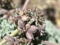 Lomatium shevockii