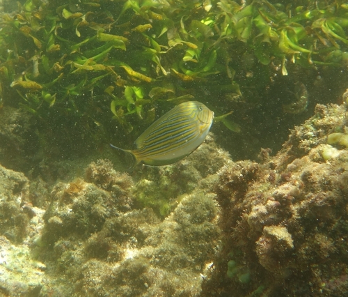 Acanthurus lineatus observed 2026-10-22