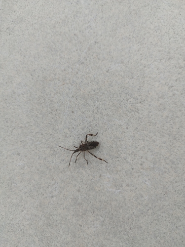 Western Conifer Seed Bug photograph by the iNaturalist community