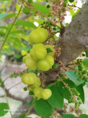 Phyllanthus acidus observed 2026-10-24