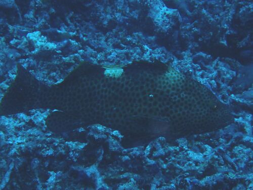 Epinephelus maculatus observed 2026-10-18