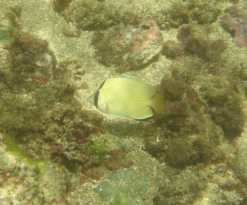 Chaetodon citrinellus observed 2026-10-22