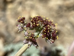 Lomatium shevockii
