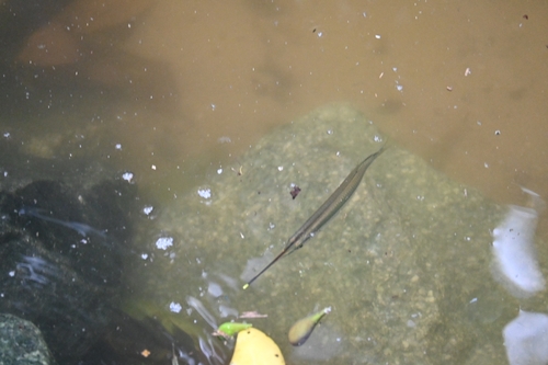 Zenarchopterus observed 2026-10-24