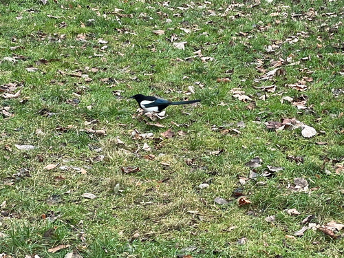 Eurasian Magpie photograph by the iNaturalist community