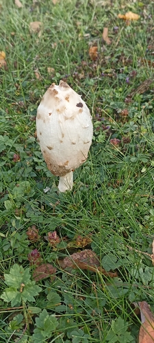 Shaggy Mane photograph by the iNaturalist community