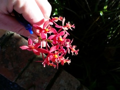Epidendrum ibaguense