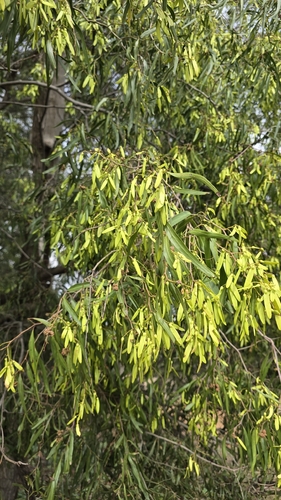 Ventilago observed 2026-10-21