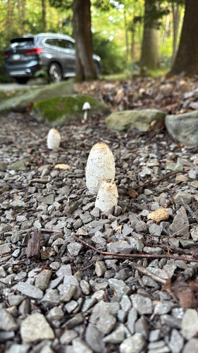 Shaggy Mane photograph by the iNaturalist community