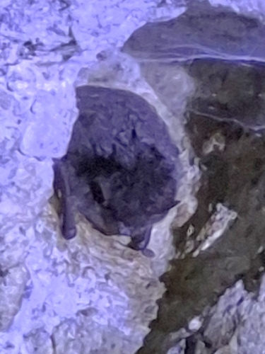 Myotis observed 2026-10-22