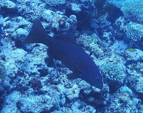 Plectropomus leopardus observed 2026-10-18