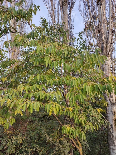 Diospyros lotus observed 2026-10-16