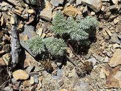Lomatium shevockii