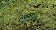 Thalassoma hebraicum