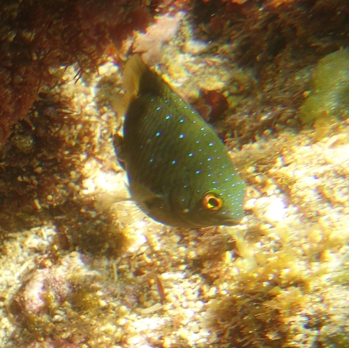 Plectroglyphidodon lacrymatus observed 2026-10-22