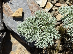 Lomatium shevockii