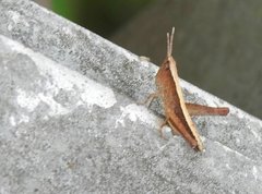 Phlaeoba antennata
