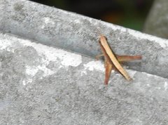 Phlaeoba antennata
