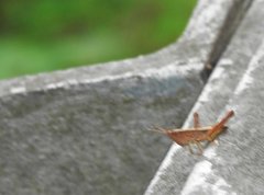Phlaeoba antennata