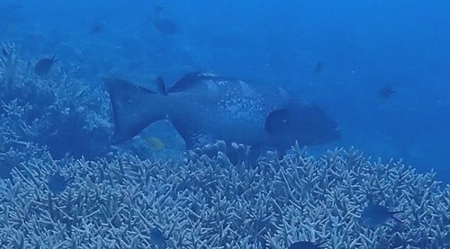 Plectropomus laevis observed 2026-10-18