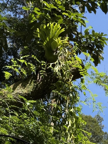 Platycerium coronarium observed 2026-10-24