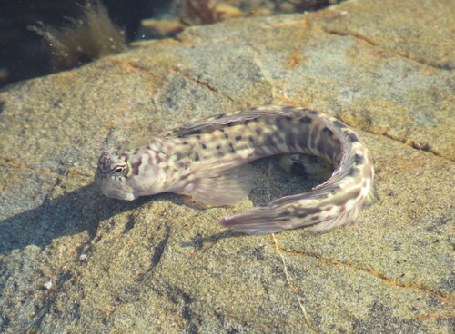 Istiblennius dussumieri observed 2026-10-24