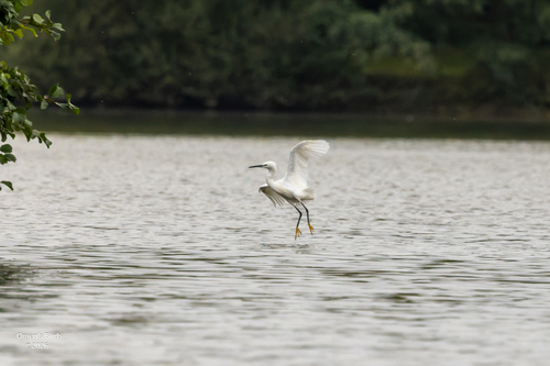 Little Egret photograph by the iNaturalist community