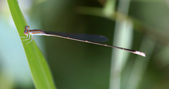 Aciagrion pallidum