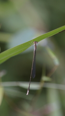 Aciagrion pallidum