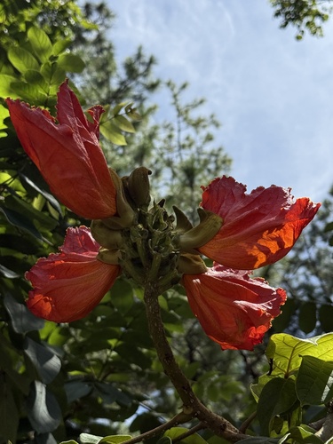 Spathodea campanulata observed 2026-10-24