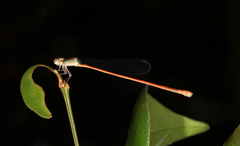 Aciagrion pallidum